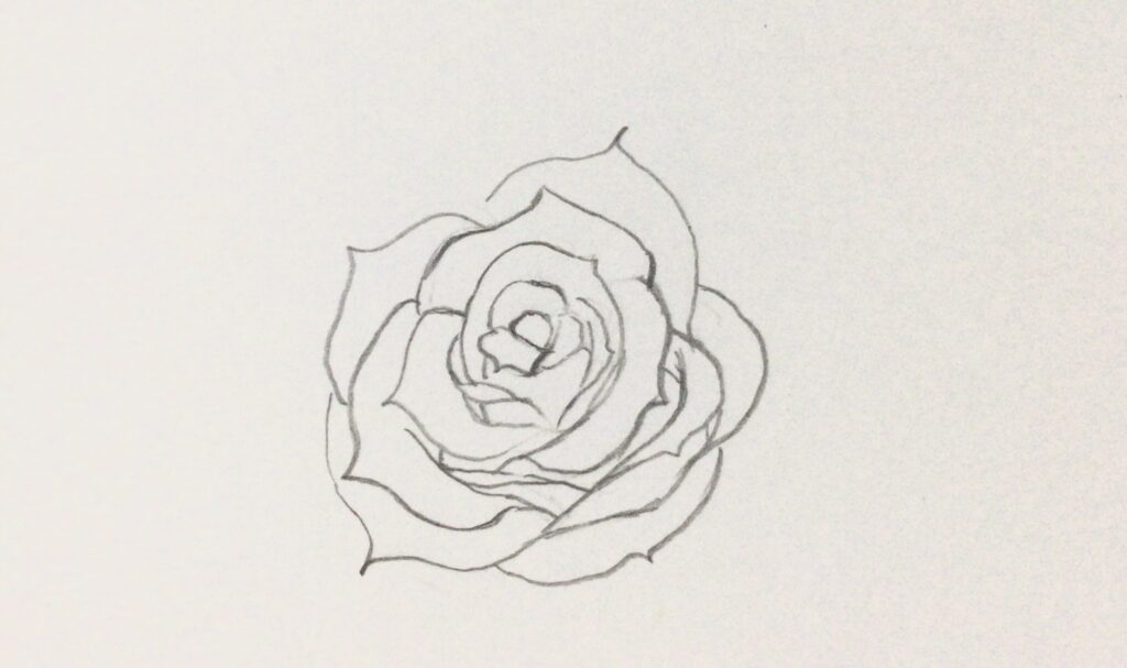 薔薇イラスト